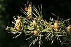 Pinus sylvestris 'Aurea' Golden Scots Pine