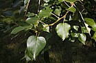 Populus adenopoda