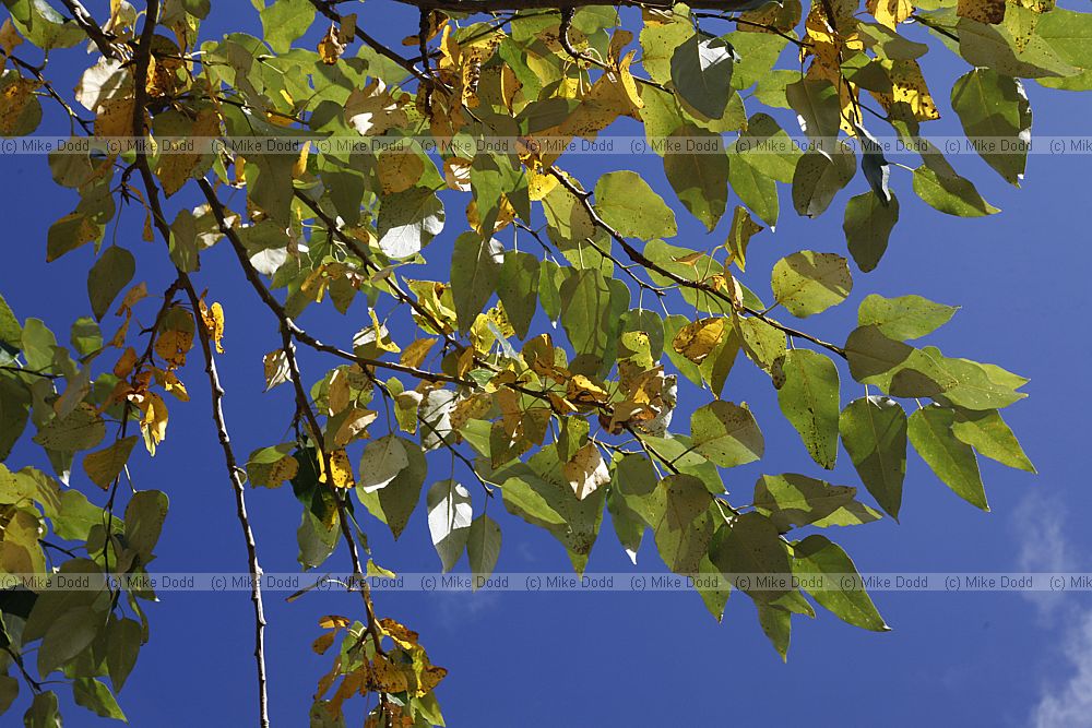 Populus trichocarpa Western Balsam Poplar (?)