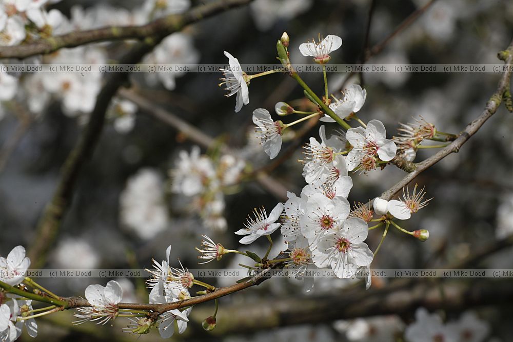 Prunus cerasifera Cherry Plum