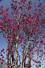 Prunus 'Collingwood Ingram'