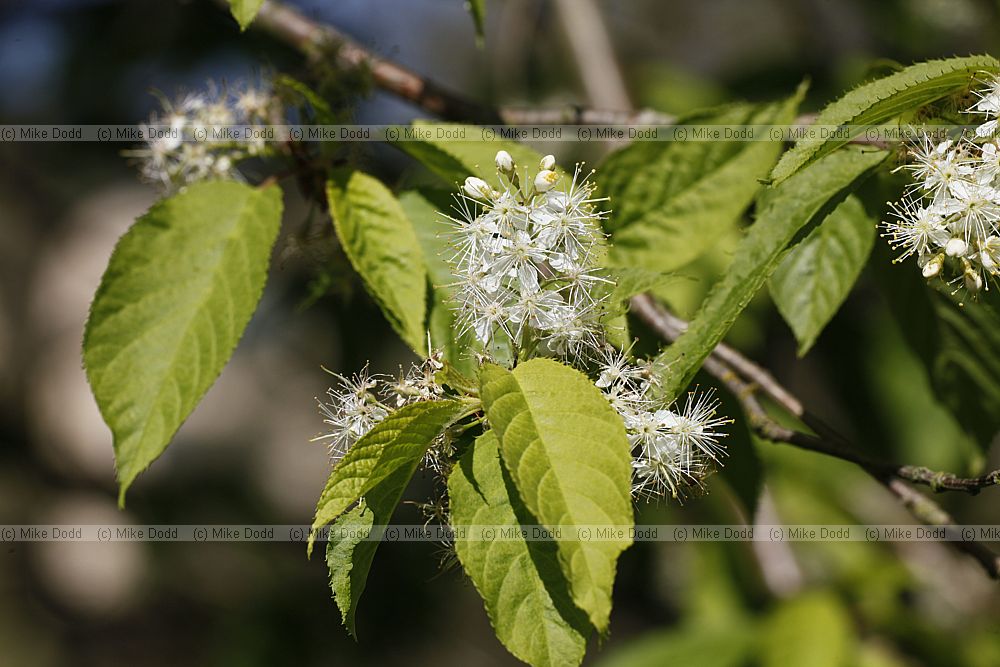Prunus maackii Manchurian cherry