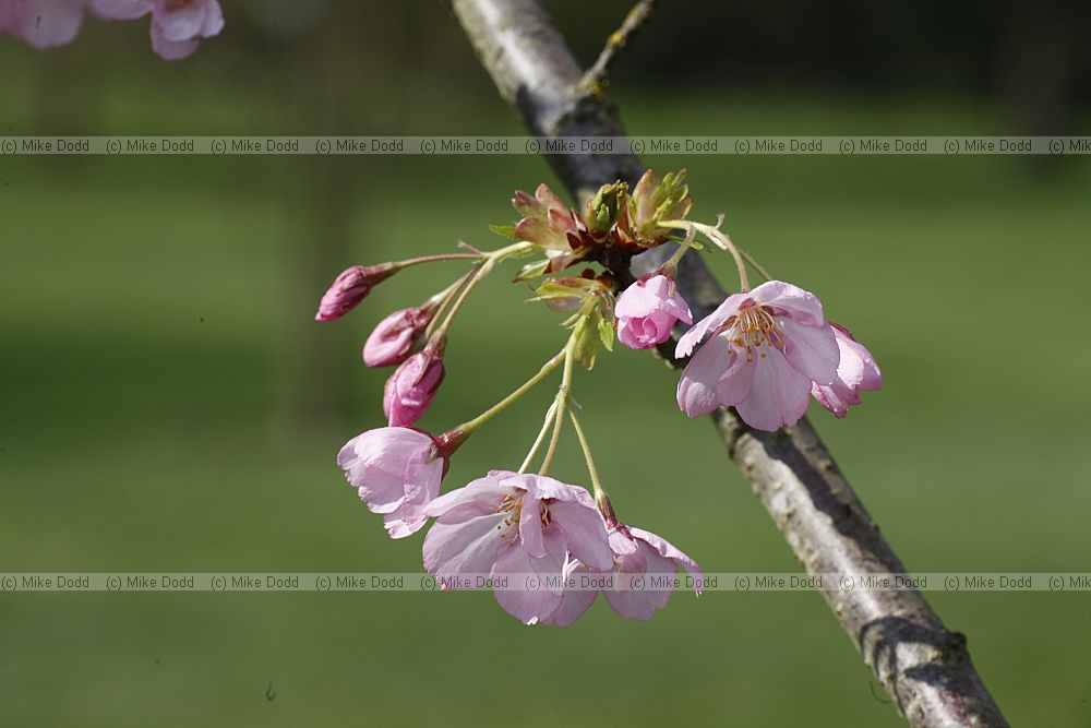 Prunus 'Matsumae-akathu-kinokane'