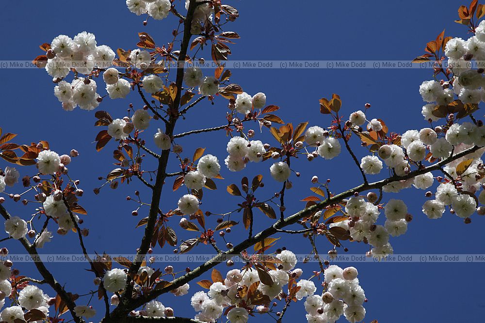 Prunus 'Shirofugen'