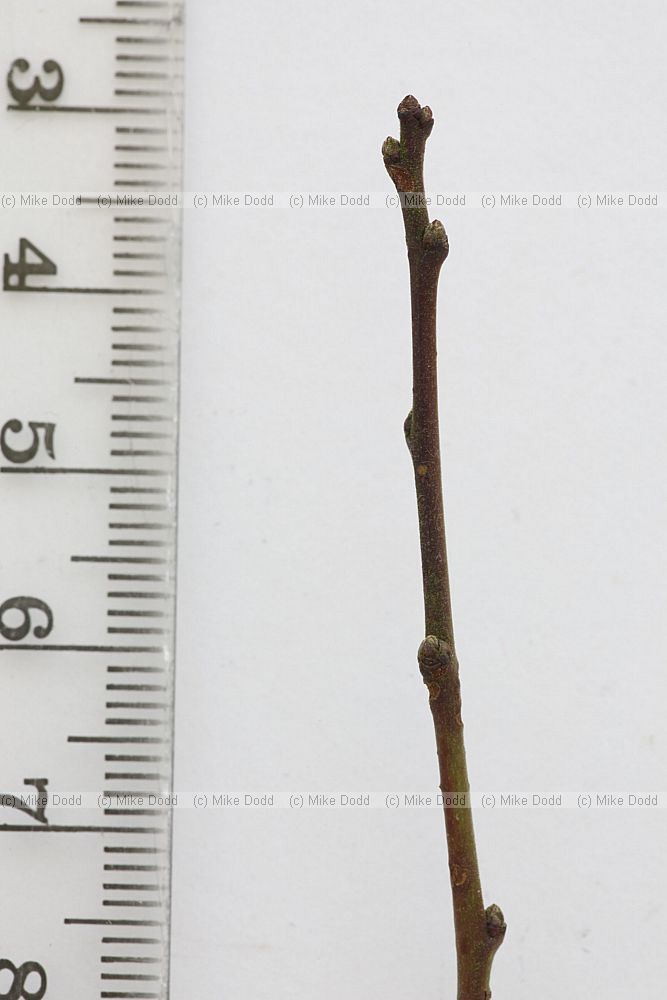 Prunus spinosa Blackthorn