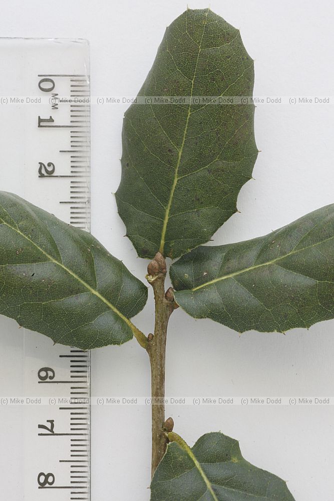 Quercus agrifolia California Live Oak