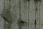 Quercus agrifolia var oxyadenia