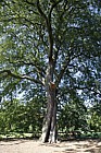 Quercus castaneifolia Chestnut-leaved Oak