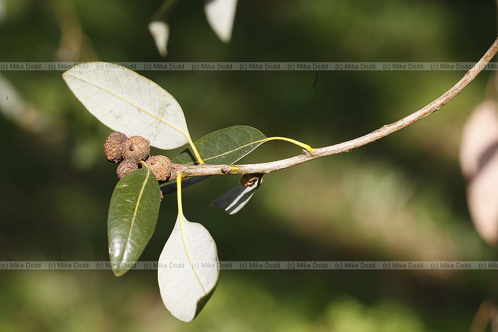 Quercus chrysolepis Maul Oak