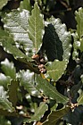 Quercus greggii