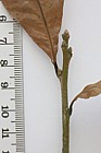 Quercus imbricata Shingle Oak