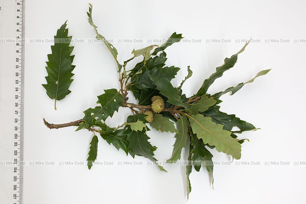 Quercus libani Lebanon Oak