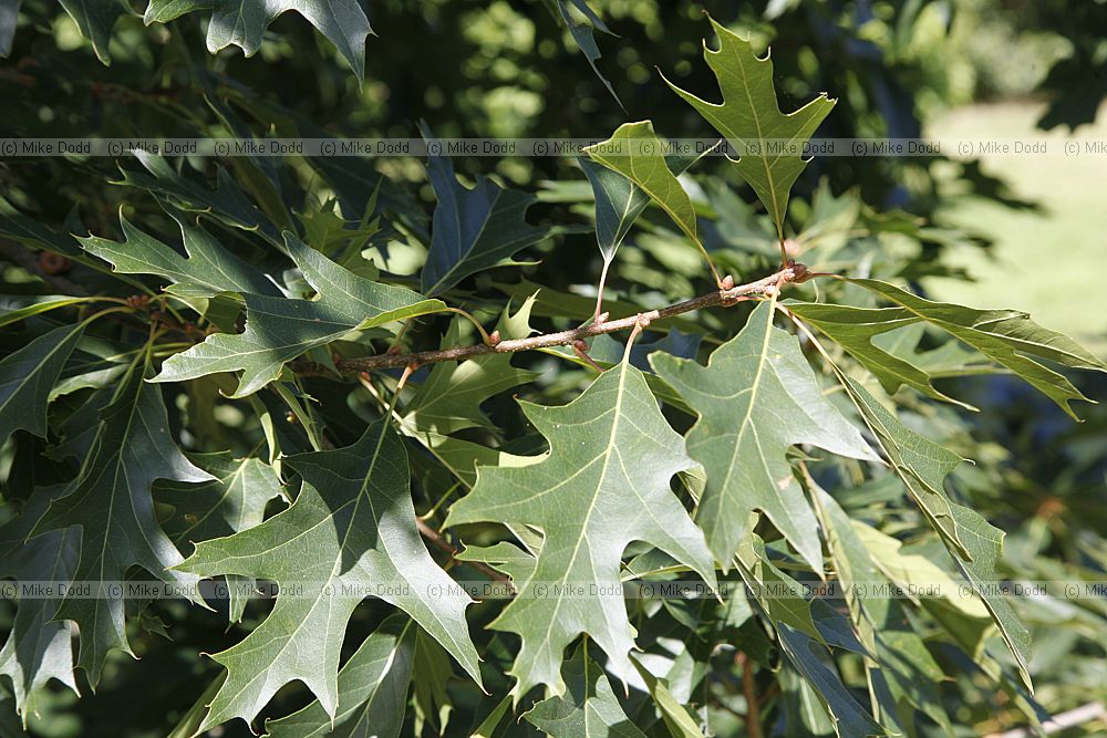 Quercus 'Mauri'