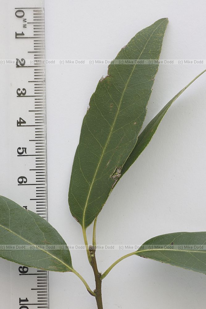 Quercus myrsinifolia (?) Bamboo oak