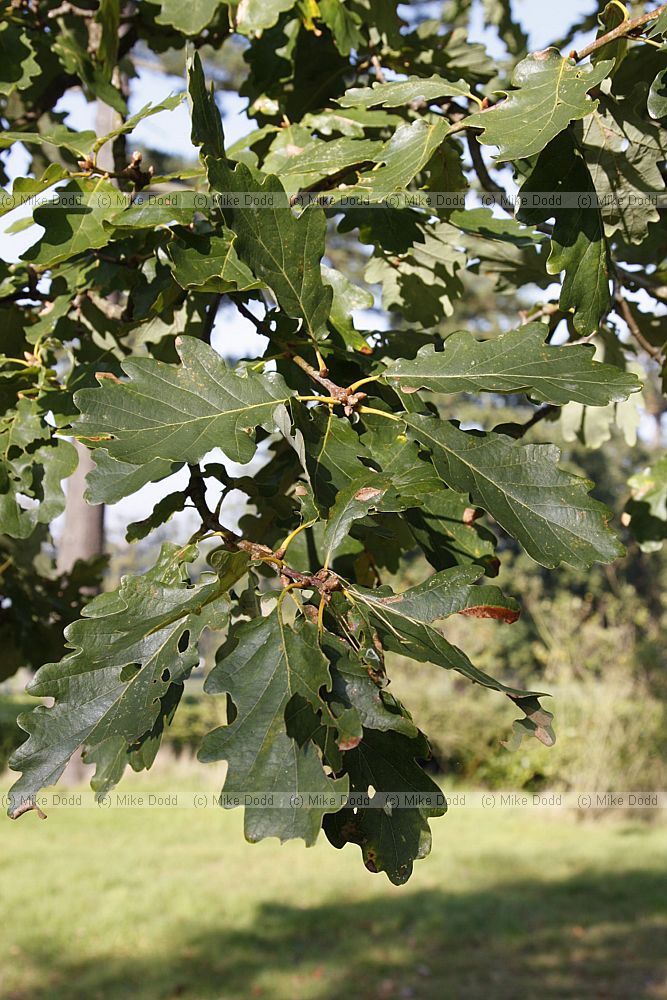 Quercus petrea Sessile Oak