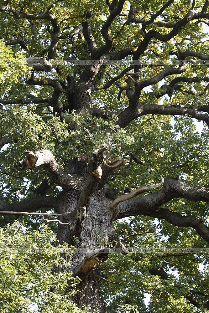 Quercus petrea Sessile Oak