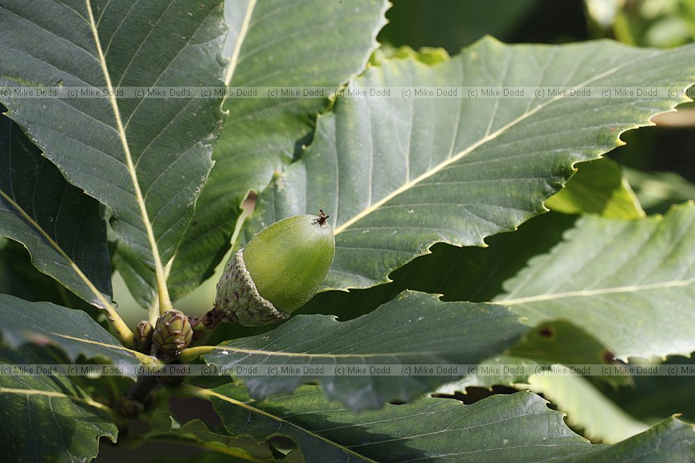 Quercus pontica Armenian Oak