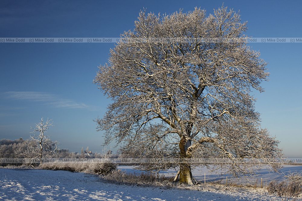 Quercus robur Oak with snow and blue sky