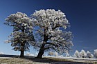 Frosty oak Quercus robur