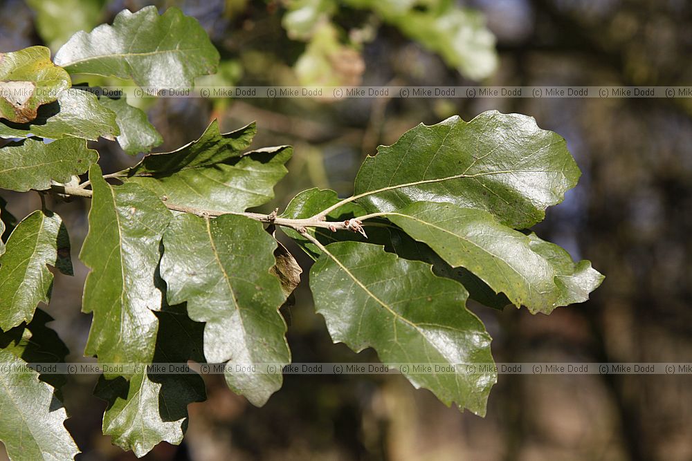 Quercus suber Cork Oak (hybrid? leaf and acorns don't look quite right but bark is very corky. Evergreen)