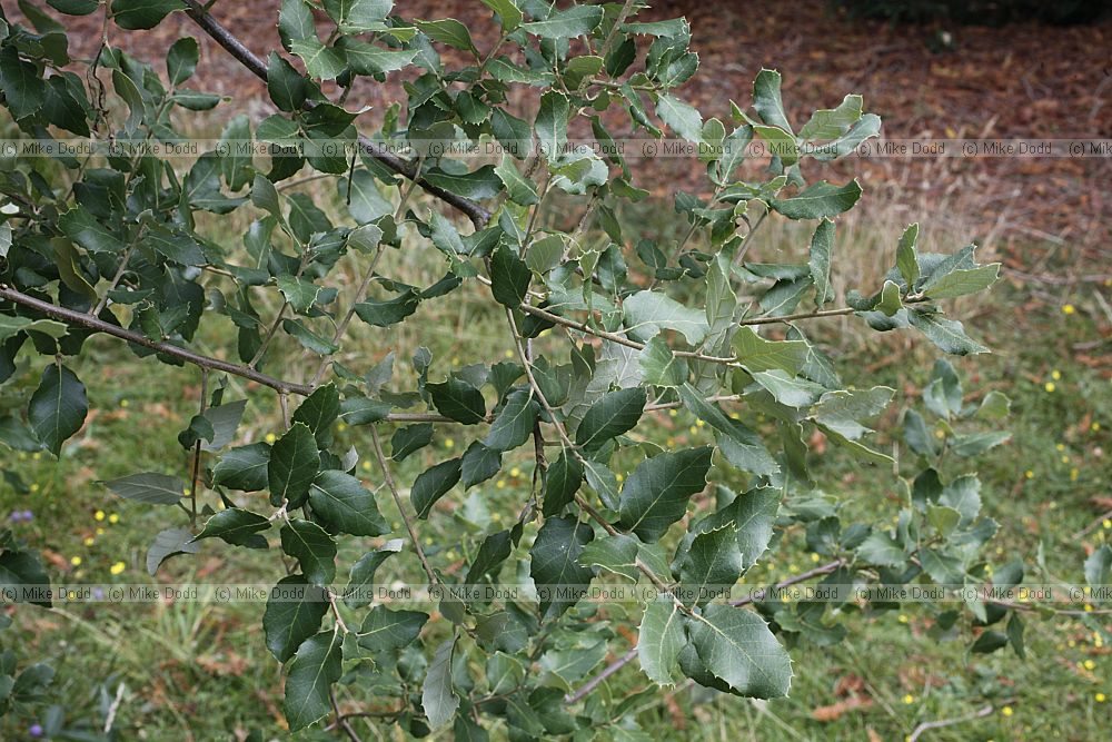 Quercus suber Cork Oak