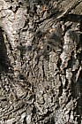 Quercus suber Cork Oak