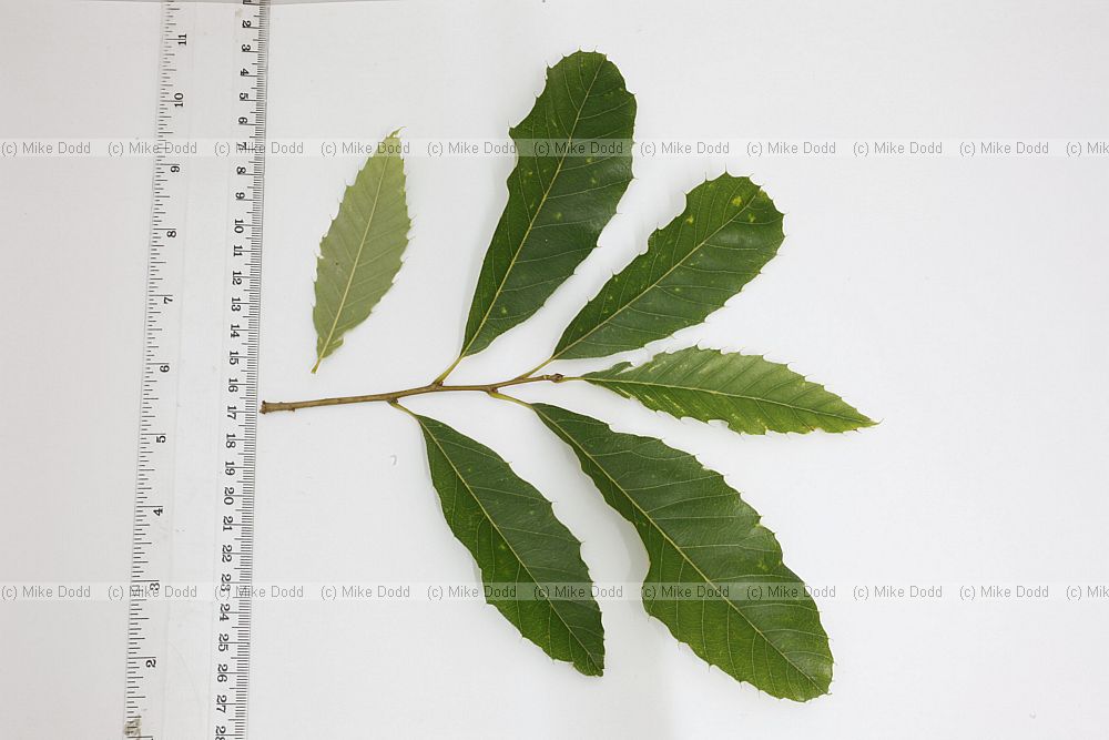Quercus variabilis Chinese Cork Oak