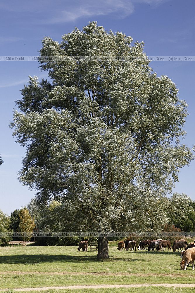 Trees in Britain