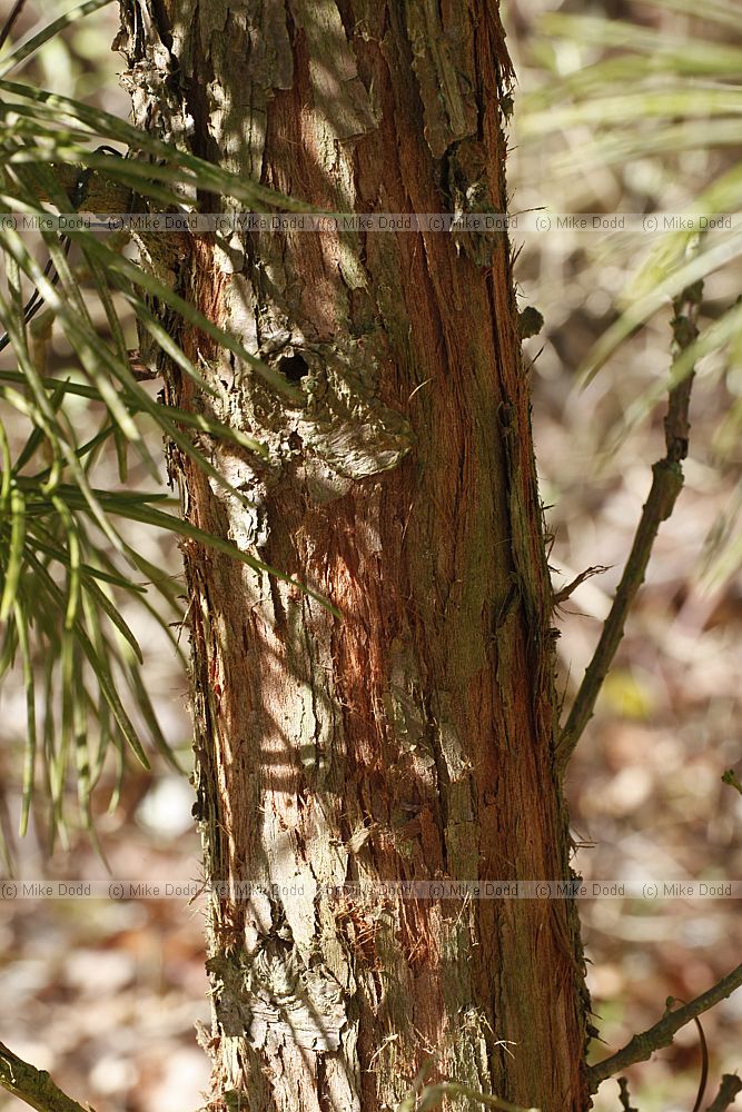 Sciadopitys verticillata Umbrella Pine