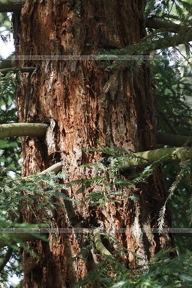 Sequoia sempervirens Coastal Redwood