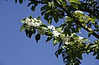 Sorbus alnifolia Alder-leafed Whitebeam