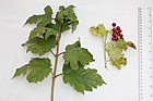 Viburnum opulus Guelder Rose large leaves on vigorous regrowth and fruit on normal growth