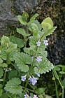 Glechoma hederacea Ground Ivy