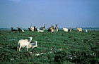 Ferel goats the Burren