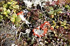 Lichen community including Cladonia coccifera