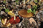 Cortinarius semisanguineus Surprise Webcap (?)