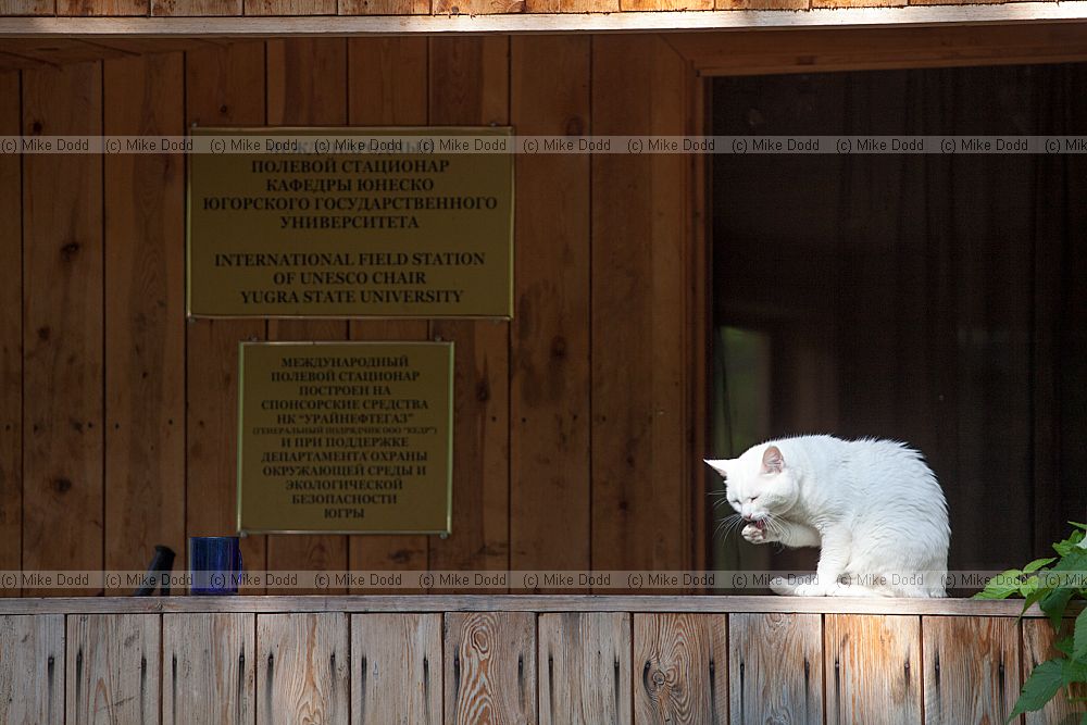 International field station of UNESCO chair Yugra state university and white cat Mukhrino Field Station