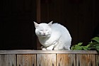 Mukhrino white cat