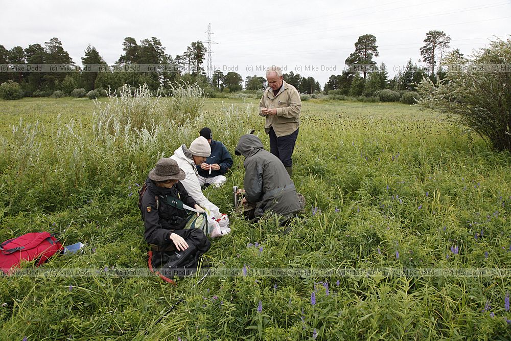 Lunch in species rich floodplain plant community on the drier area with Sanguisorba officinalis and several other herbs