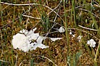A white slime mould on the bog
