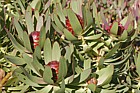 Leucodendron sessile