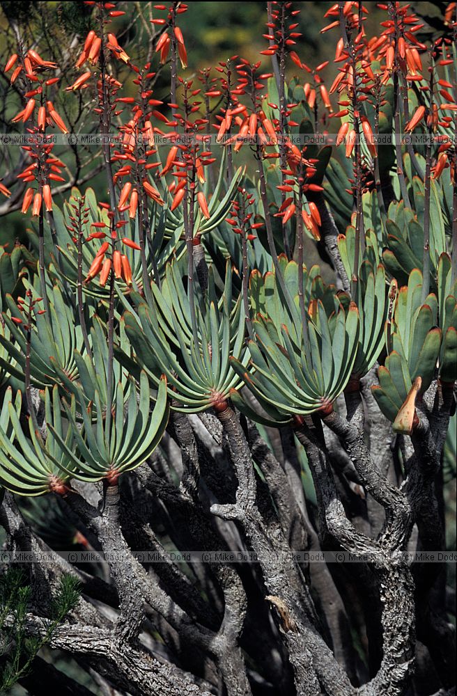 Aloe plicatilis at Kirstenbosch botanic garden Cape Town