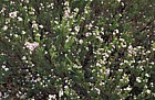 Coleonema pulchellum at Kirstenbosch botanic garden Cape Town
