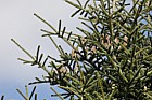 Abies pardei synonym Abies borisii-regis Bulgarian fir