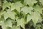 Acer argutum Sharp-toothed maple