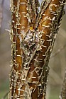 Betula alleghaniensis Yellow Birch bark