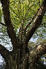 Betula ermanii Ermans Birch