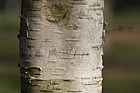 Betula ermanii Ermans Birch