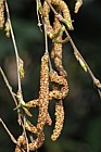 Betula utilis Himalayan birch