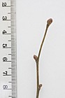Corylus avellana Common hazel